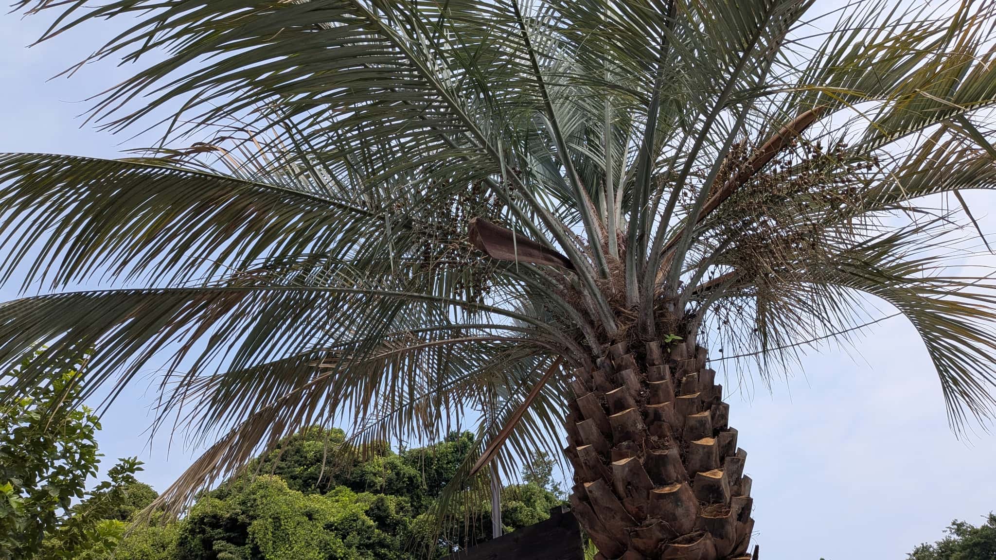 カフェやしの木